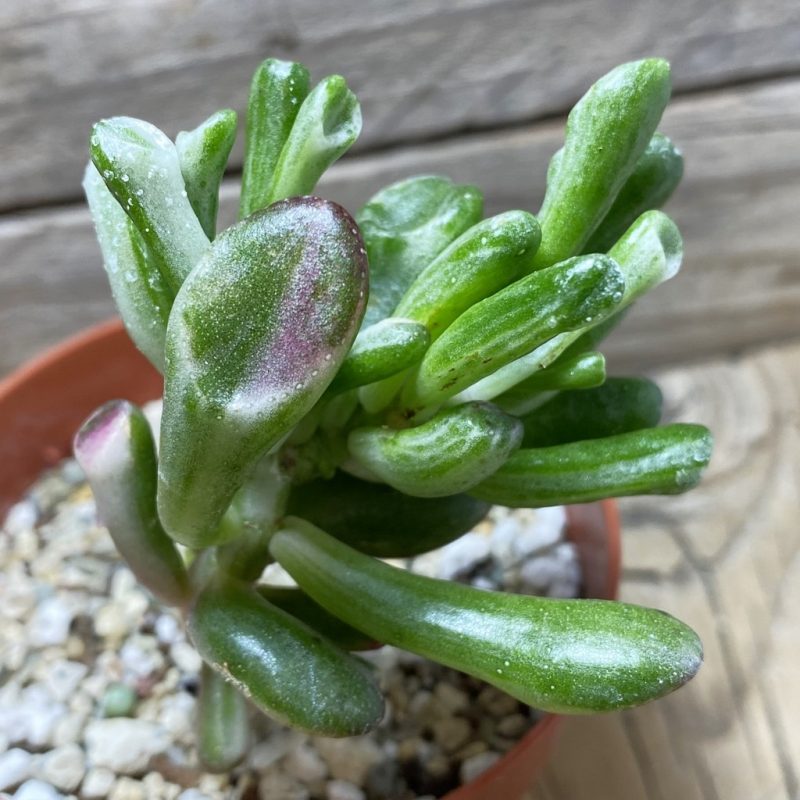SH26209 Crassula ‘Gollum’ f. variegata