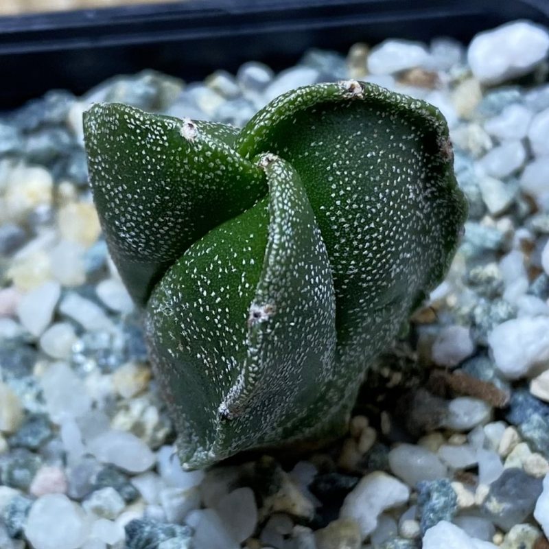 SH26210 Astrophytum myriostigma f. tricostatum