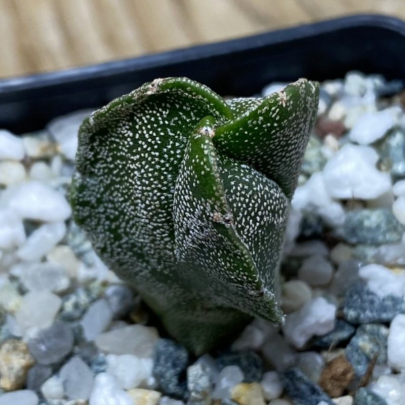 SH26211 Astrophytum myriostigma f. tricostatum