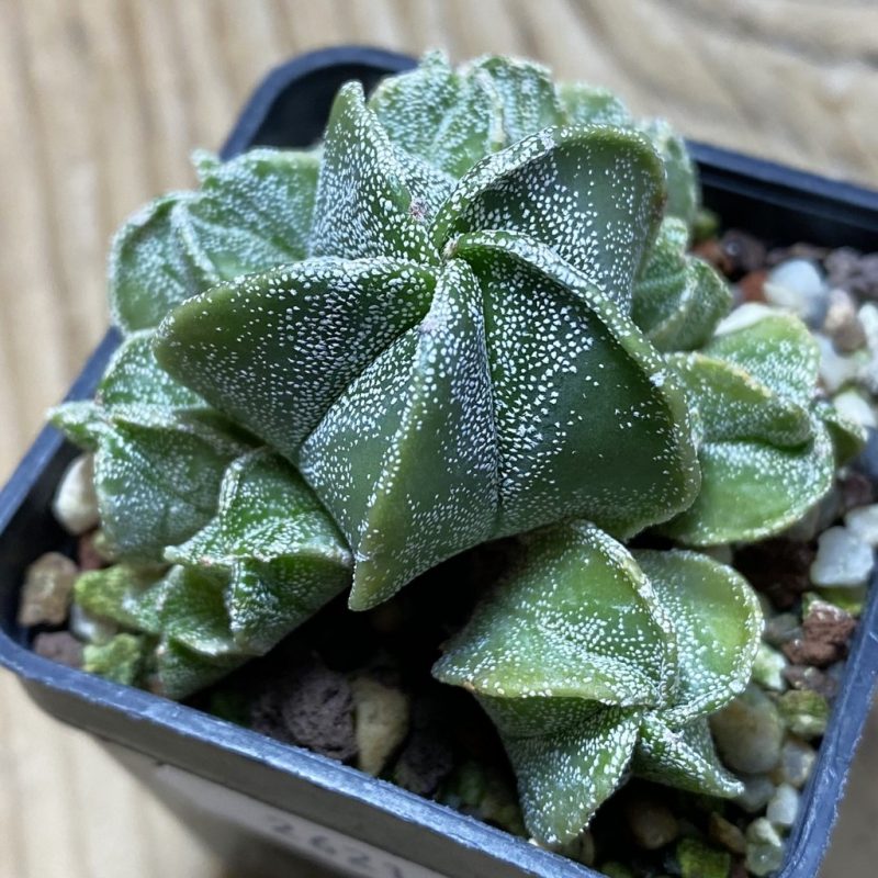 SH26212 Astrophytum myriostigma f. caespitosa