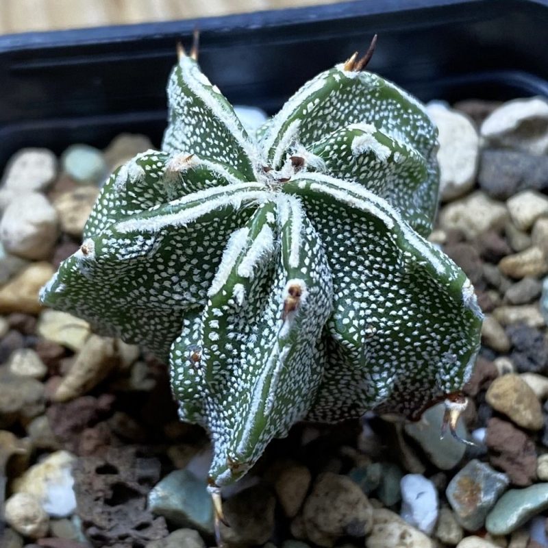 SH26213 Astrophytum myriostigma ‘Fukuryu’