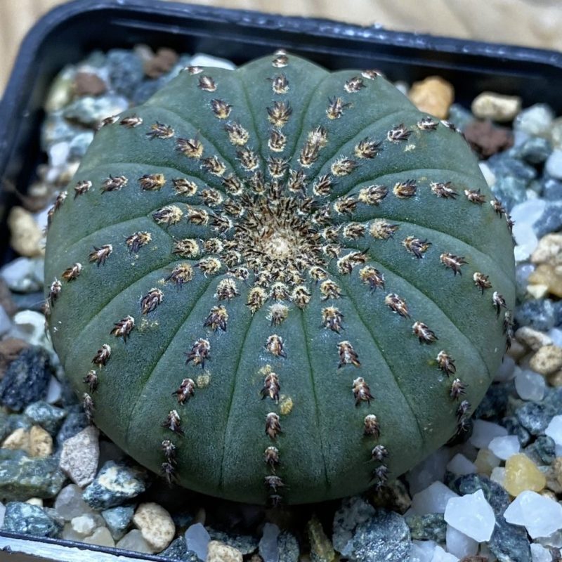 SH26214 Frailea asterioides