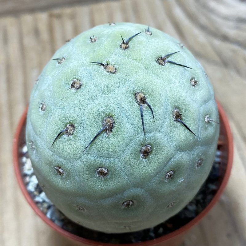 SH26215 Tephrocactus geometricus