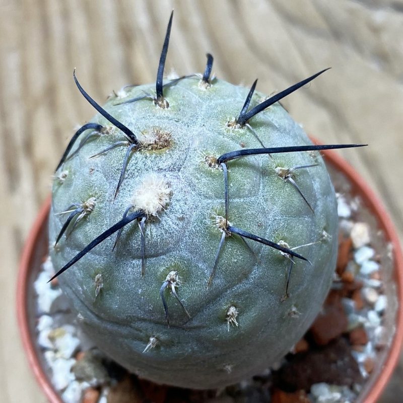 SH26216 Tephrocactus geometricus