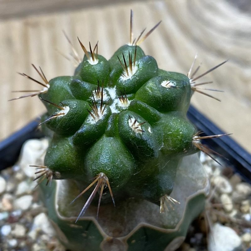 SH26217 Copiapoa sp. Ag. de Tongoy,La Cruz del Nino PL 129 A, grafted