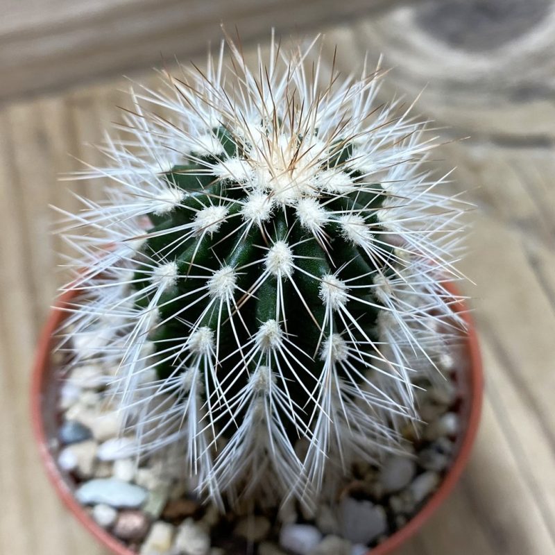 SH26218 Echinocereus baileyi v. albispinus