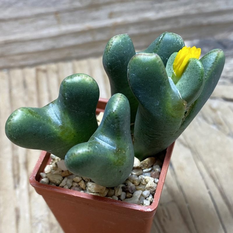 SH26192 Conophytum bilobum ssp. elishae x ssp. lacteum, purple flower