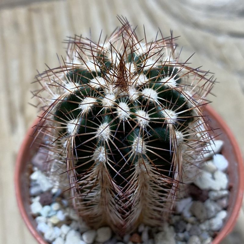 SH26219 Echinocereus reichenbachii SH