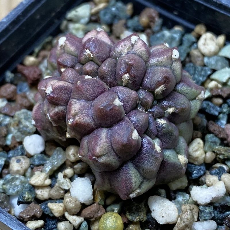 SH26220 Gymnocalycium mihanovichii ‘Day Dream’ f. cristata, seedling