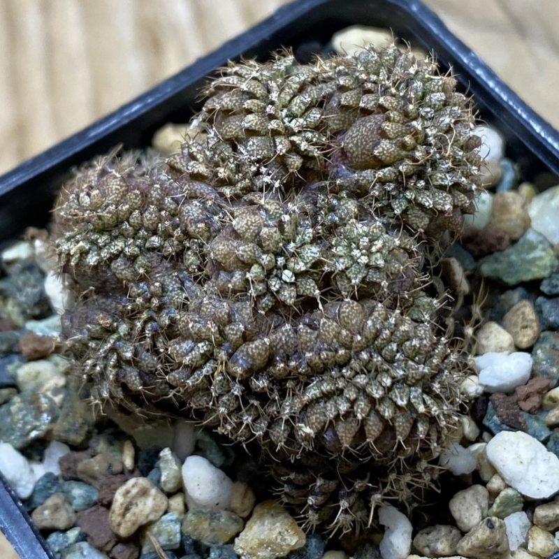 SH26221 Gymnocalycium mihanovichii f. cristata, seedling