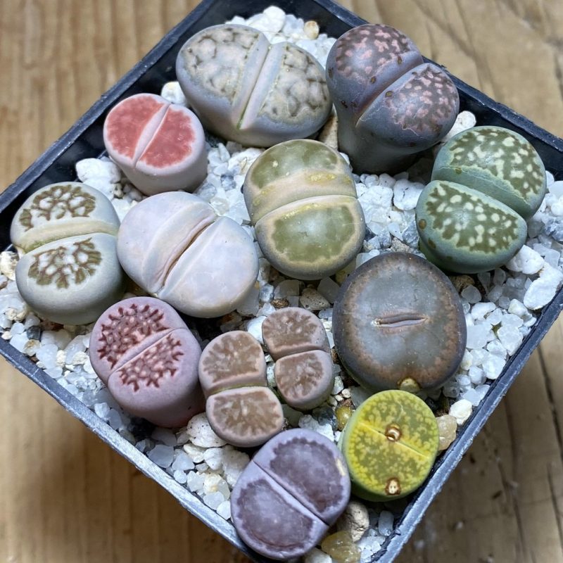 SH26262 Lithops mix