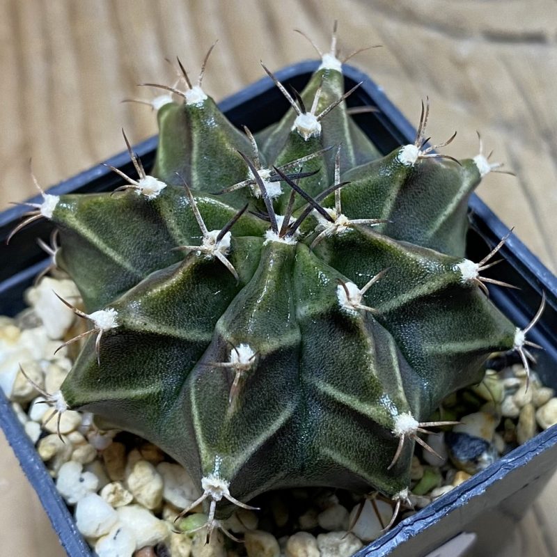SH26295 Gymnocalycium mihanovichii hybrid, seedling