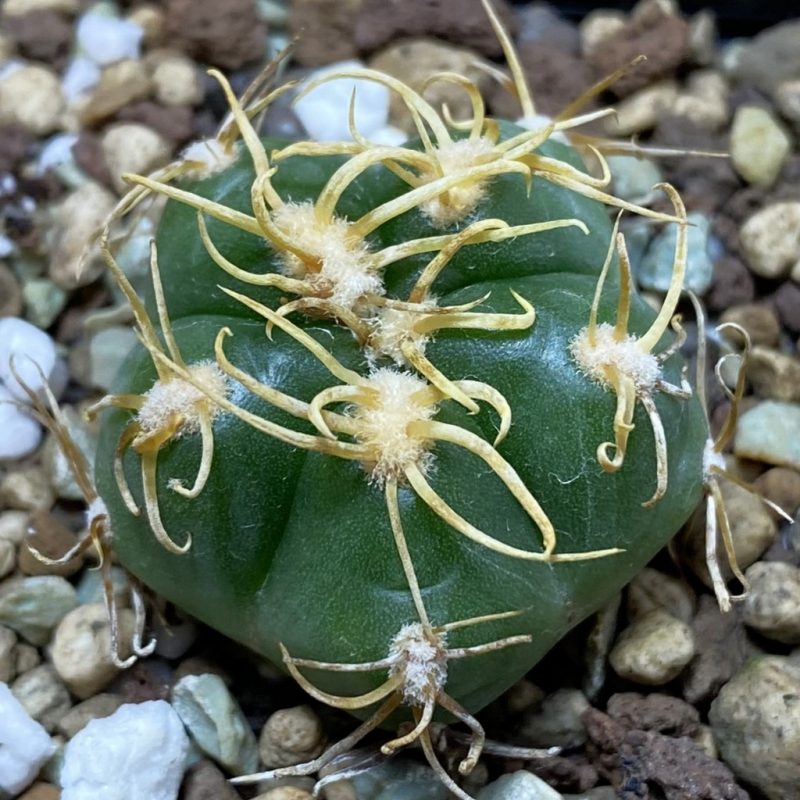 SH26296 Gymnocalycium denudatum -Selected form-