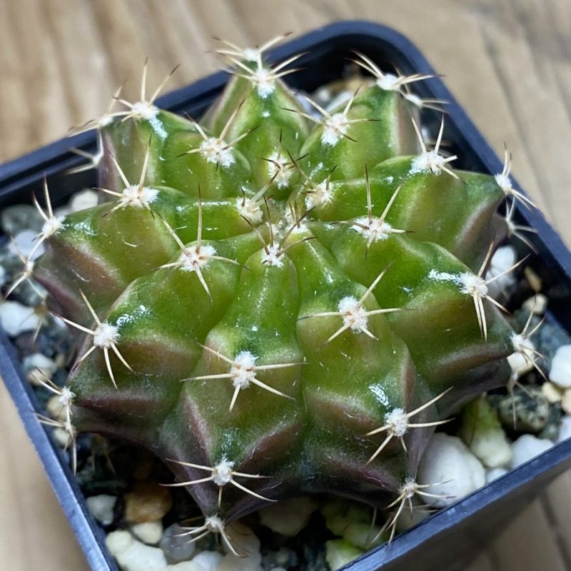 SH26298 Gymnocalycium mihanovichii 'Neon', seedling