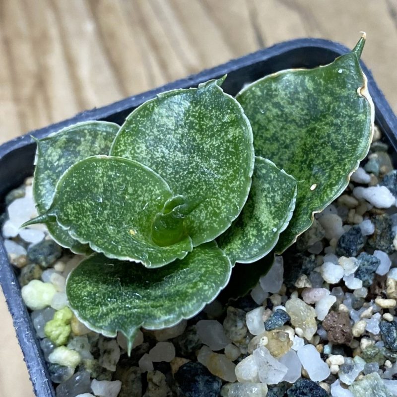 SH26299 Sansevieria 'Mahanakorn'