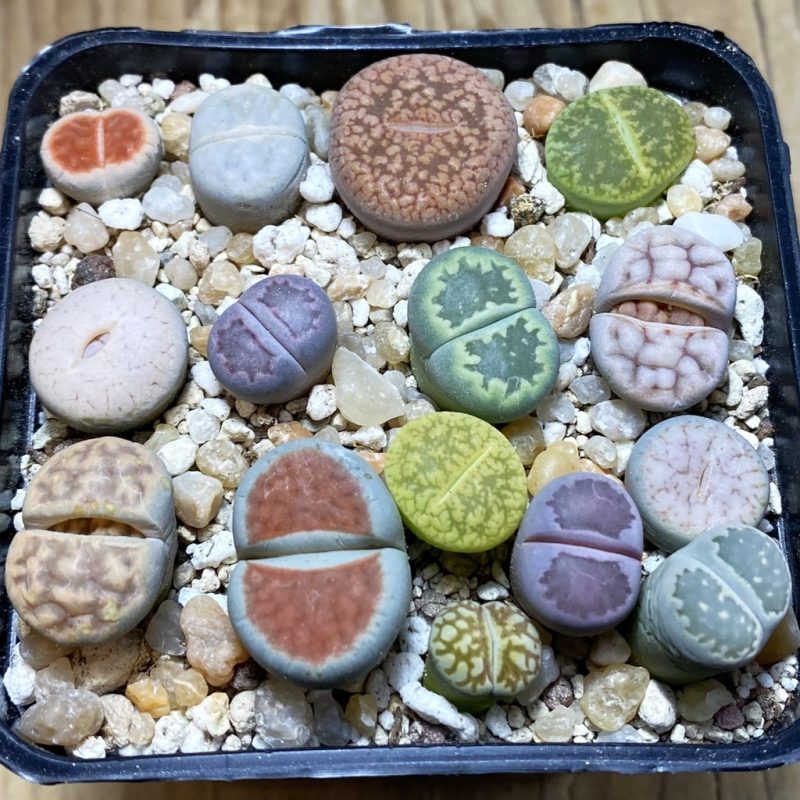 SH26263 Lithops mix