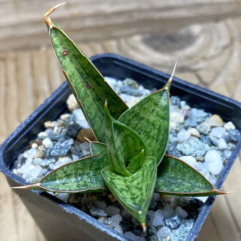 SH26302 Sansevieria ‘Rockman’