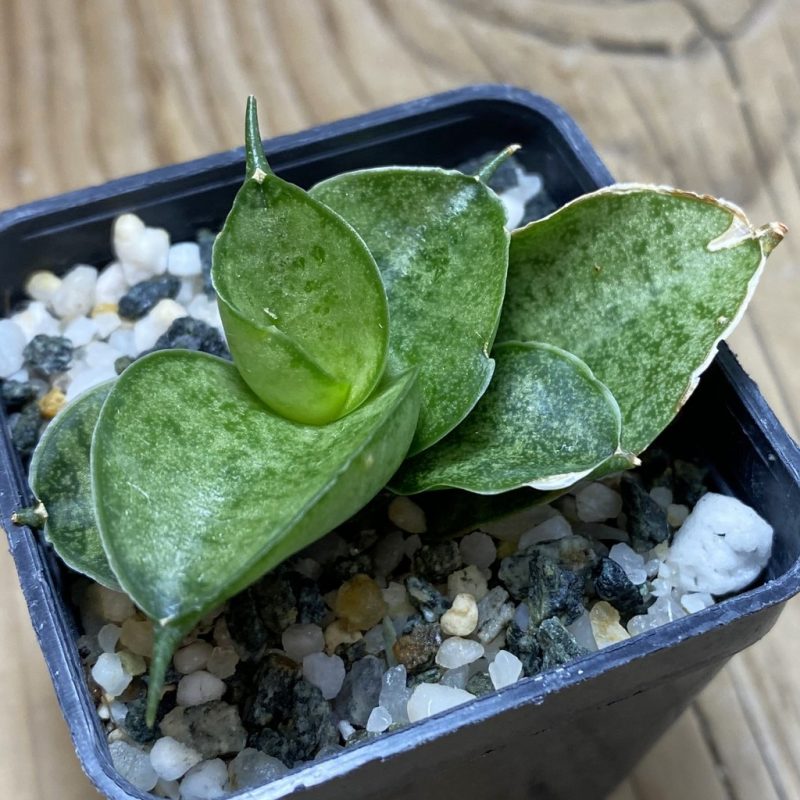 SH26303 Sansevieria ‘Meedee’