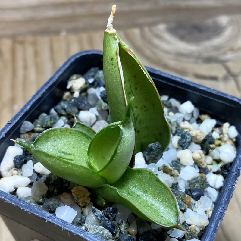 SH26304 Sansevieria ‘Ice man’