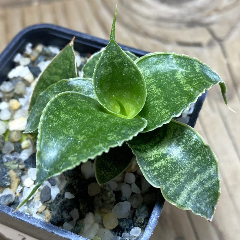 SH26305 Sansevieria 'Sindoro'