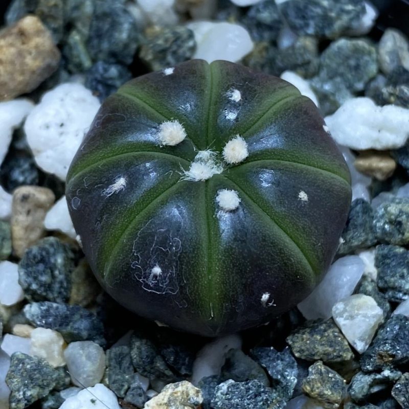 SH26307 Astrophytum asterias ‘Purple Skin’