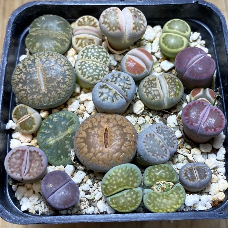 SH26264 Lithops mix