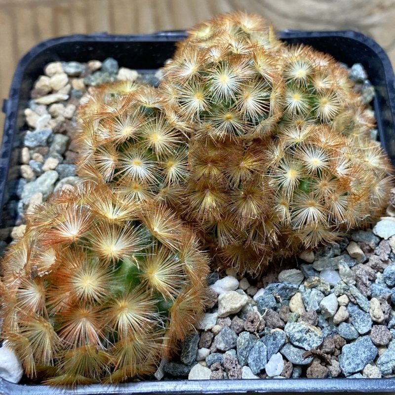 SH26308 Mammillaria carmenae ‘Buddha’ hybrid