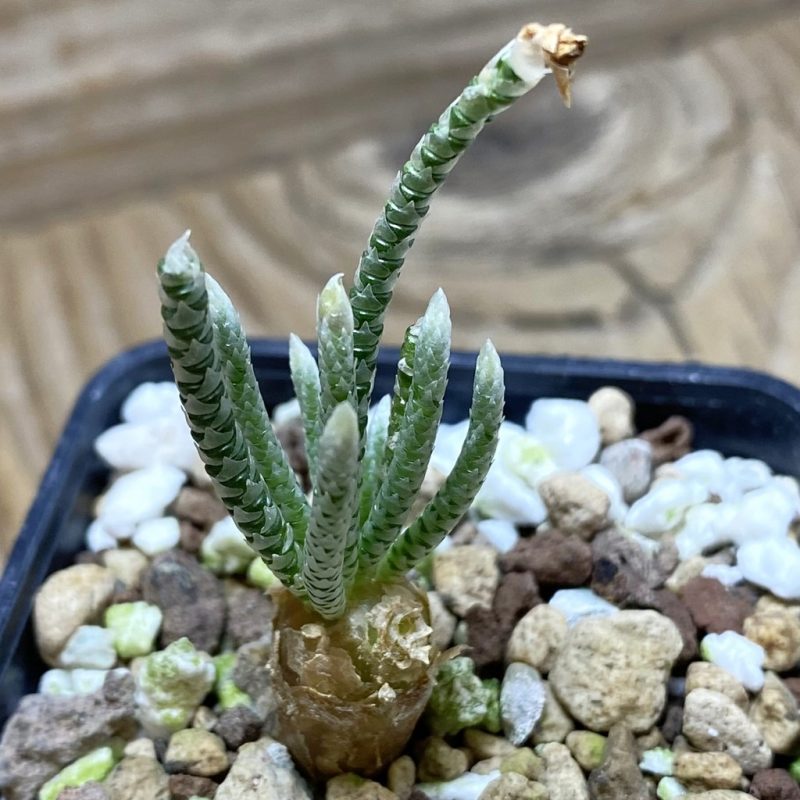 SH26310 Avonia quinaria, pink flower