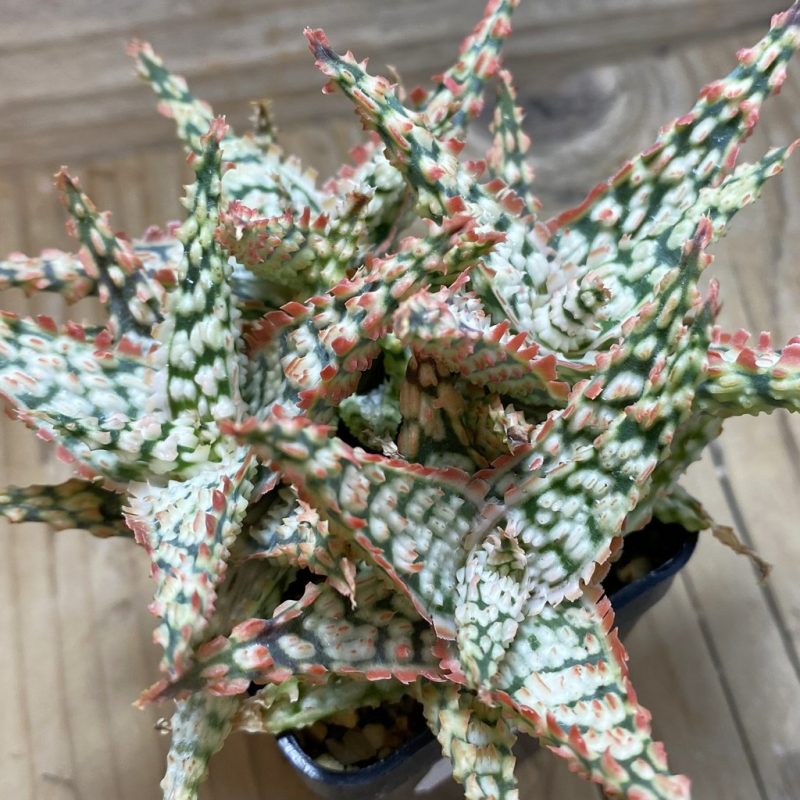 SH26312 Aloe TCT hybrid