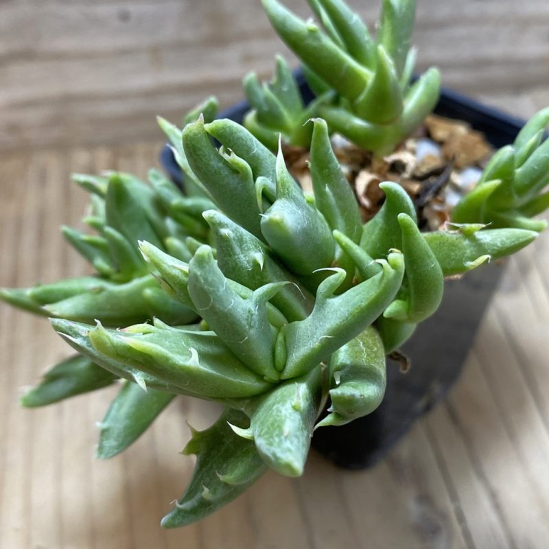 SH26313 Faucaria sp. f. monstrosa