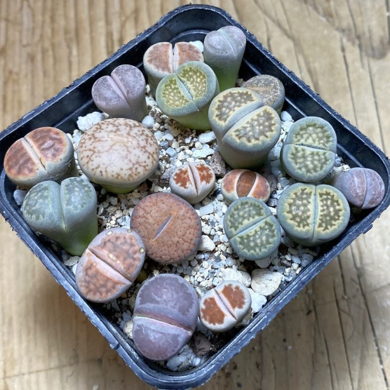 SH26265 Lithops mix