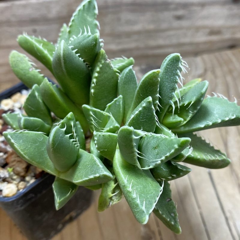 SH26314 Faucaria felina