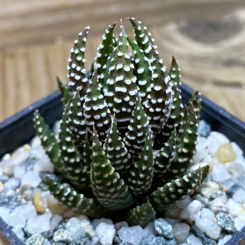 SH26316 Haworthia reinwardtii