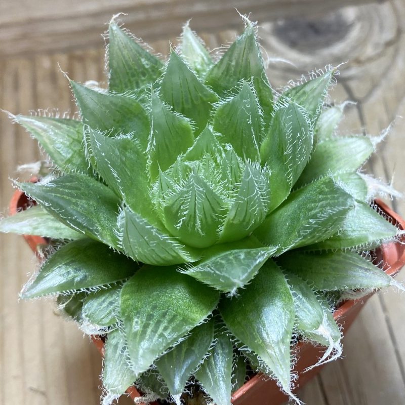 SH26317 Haworthia bolusii