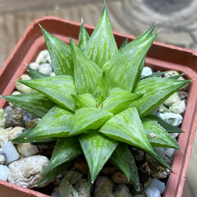 SH26318 Haworthia hybrid