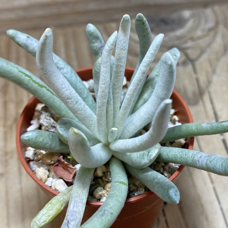 SH26319 Senecio scaposus