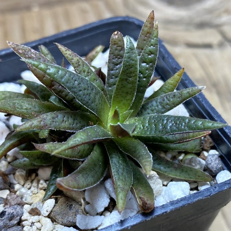 SH26320 Crassula rubicunda