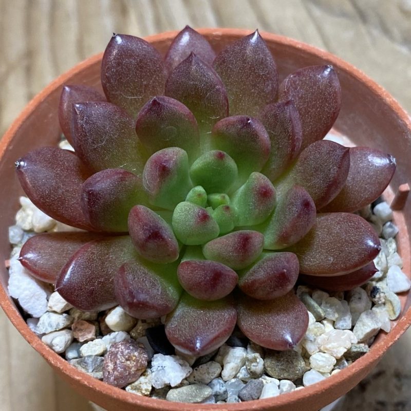 SH26321 Sedeveria ‘Pink Ruby’