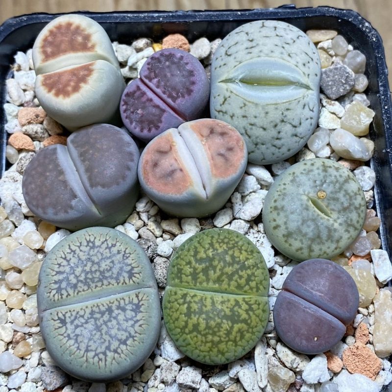 SH26266 Lithops mix