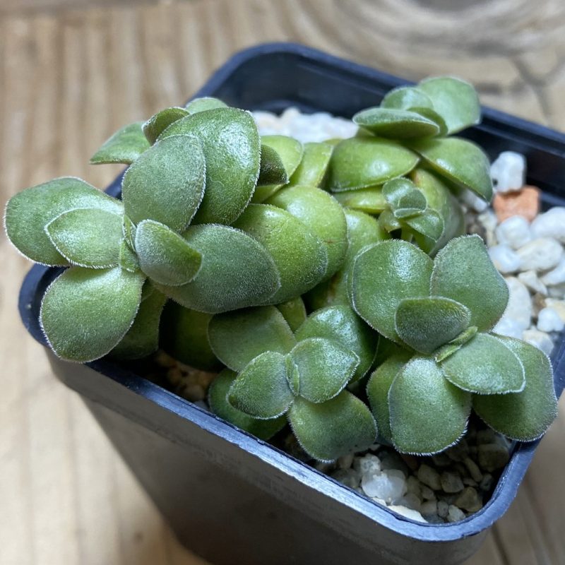 SH26322 Crassula hybrid