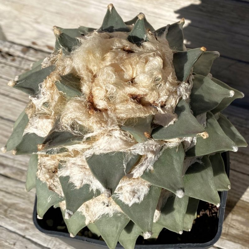 SH752 Ariocarpus retusus v. furfuraceus, grafted