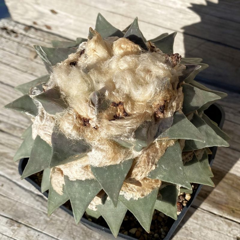 SH755 Ariocarpus retusus, grafted