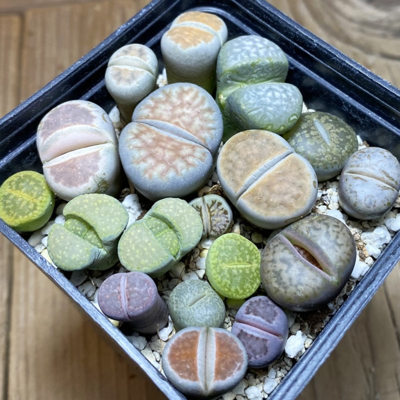 SH26258 Lithops mix