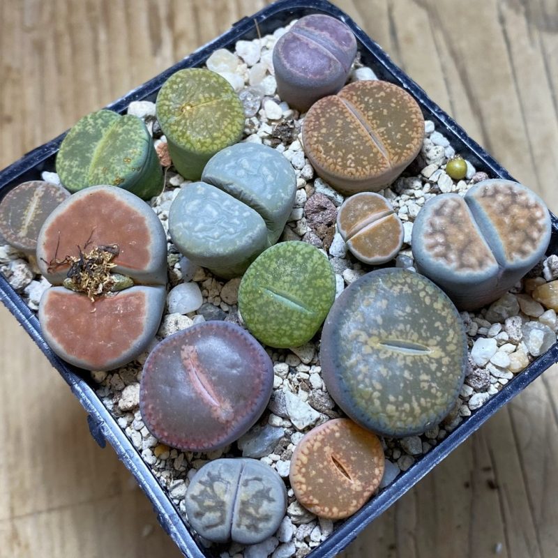 SH26267 Lithops mix
