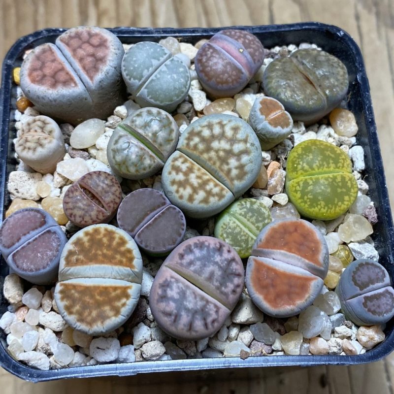 SH26268 Lithops mix