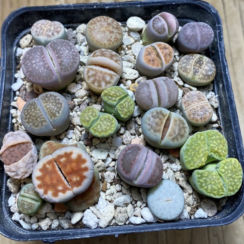 SH26270 Lithops mix