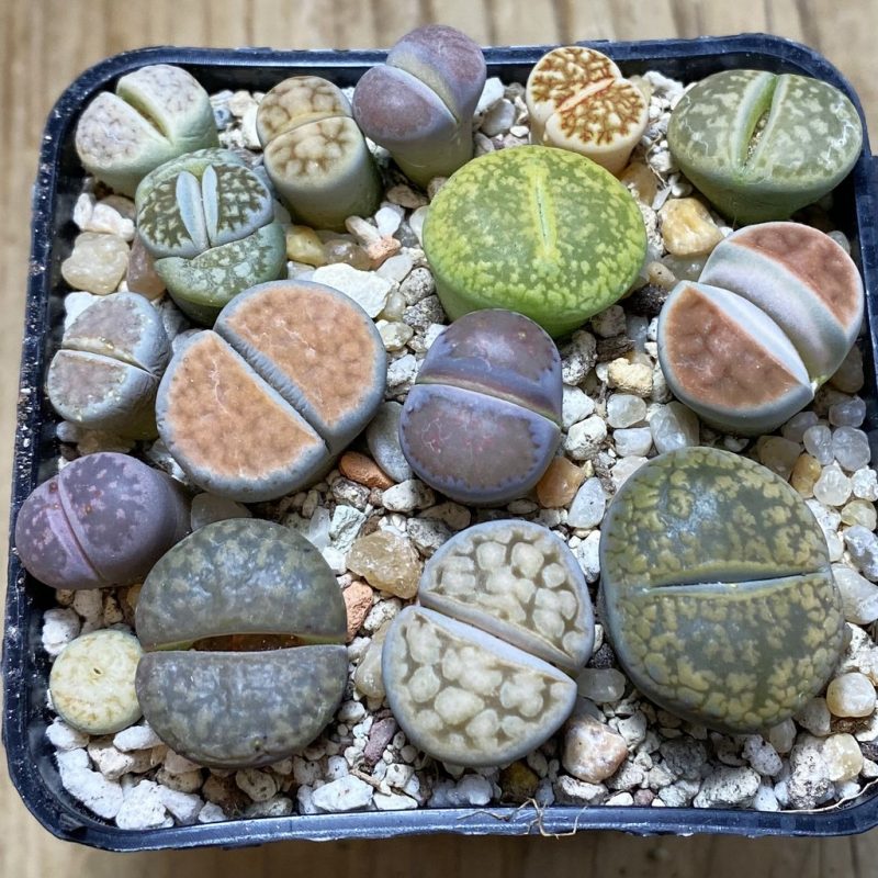 SH26271 Lithops mix