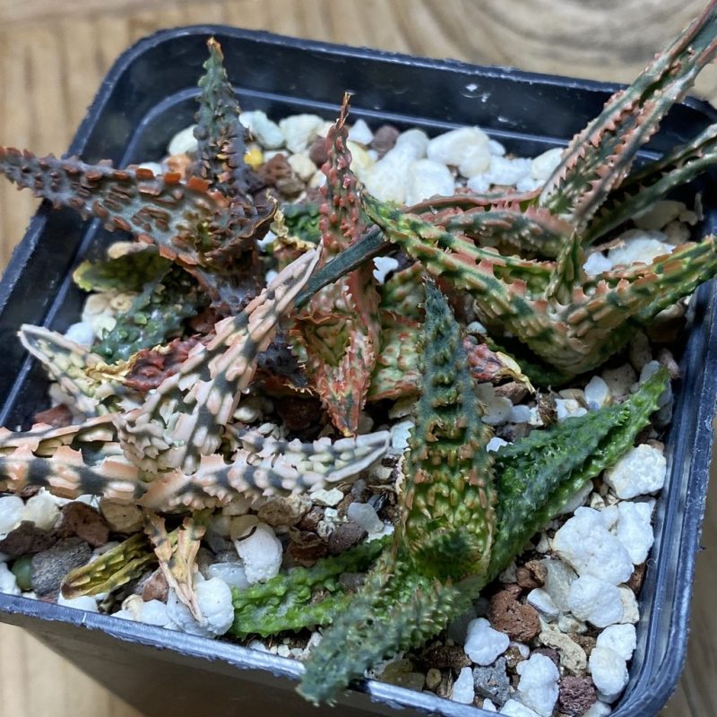 SH26273 Aloe TCT hybrid mix