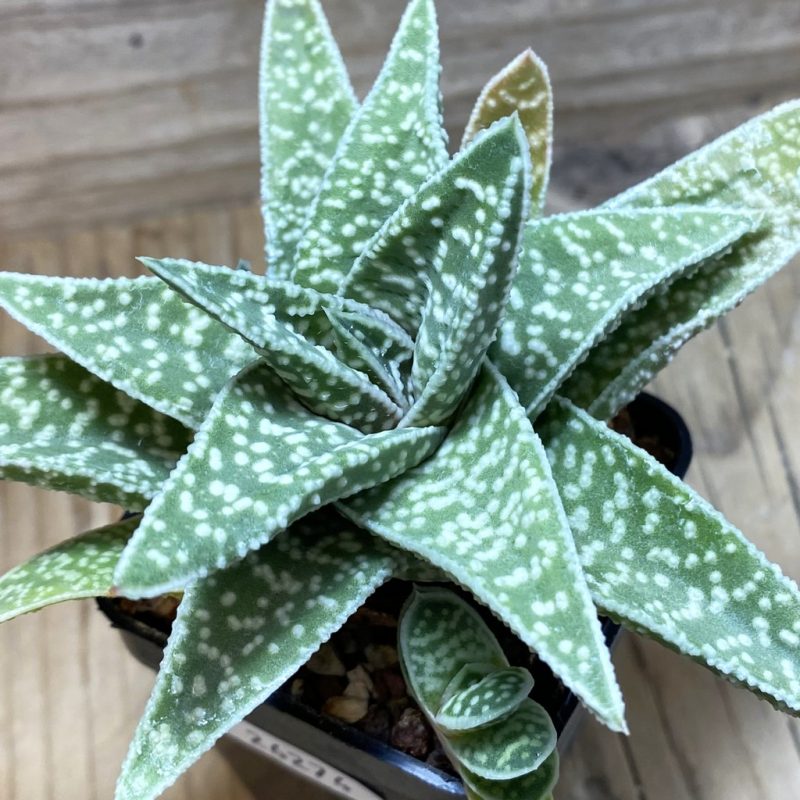 SH26274 Gasteraloe ‘Cocks Beauty’