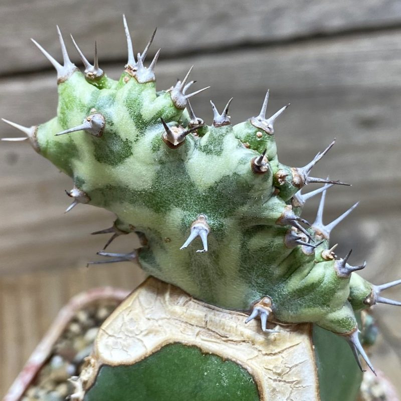 SH26275 Euphorbia horwoodii f. cristata, grafted